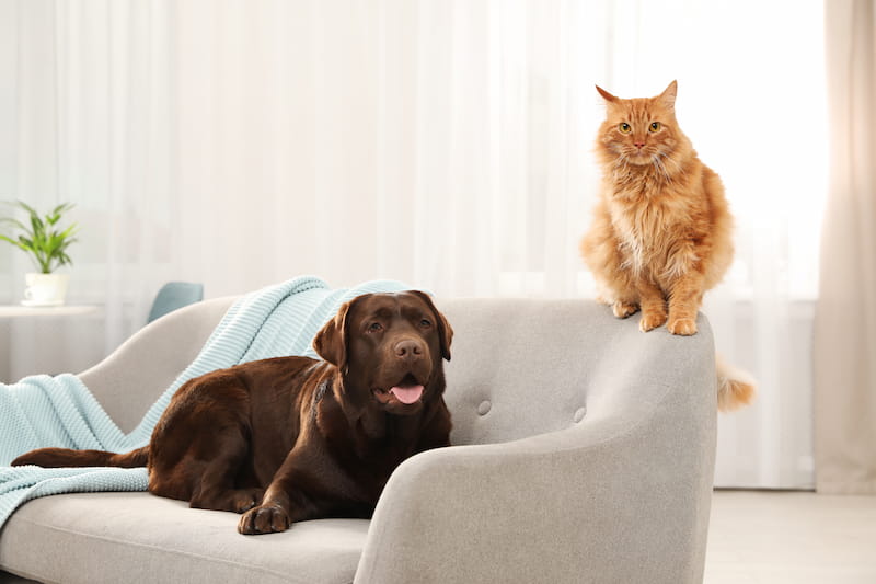 Ein Hund und eine Katze sitzen auf einer Couch in einer Mietwohnung