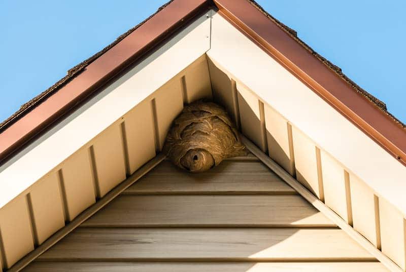 Ein Hornissennest an einem Dach eines Hauses