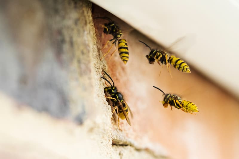 wespen fliegen in ein wespennest welches am haus entfernt werden soll