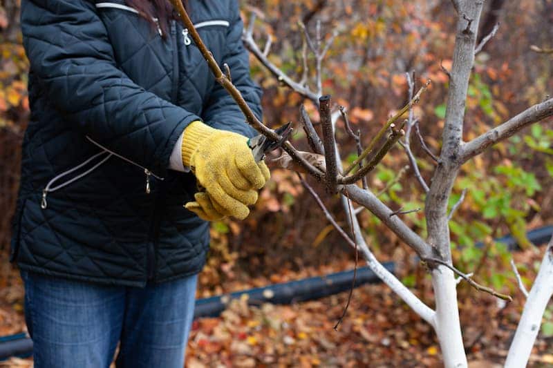 Eine Frau schneidet im Garten Äste ab, sie macht den Garten winterfest