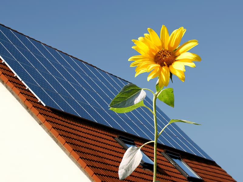 Eine Sonnenblume vor Solarzellen auf einem Dach, lohnt sich die Investition in ein Nullenergiehaus?